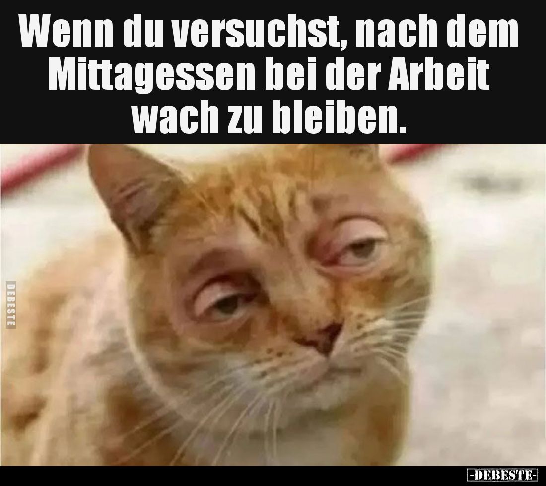 Wenn du versuchst, nach dem Mittagessen bei der Arbeit.. - Lustige Bilder | DEBESTE.de