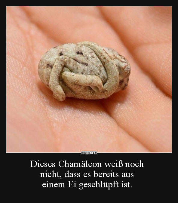 Dieses Chamäleon weiß noch nicht, dass es bereits aus.. - Lustige Bilder | DEBESTE.de