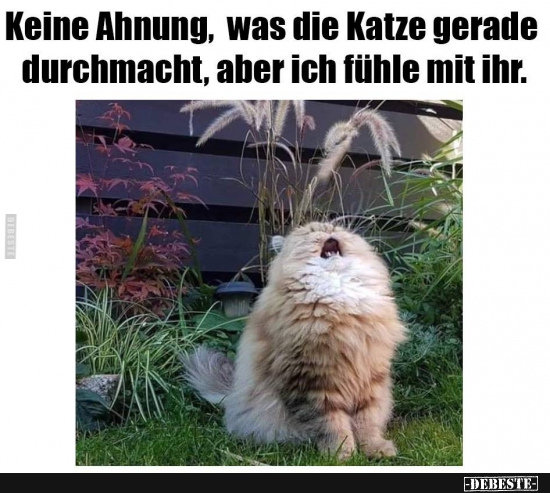 Keine Ahnung, was die Katze gerade durchmacht, aber ich fühle mit ihr.
