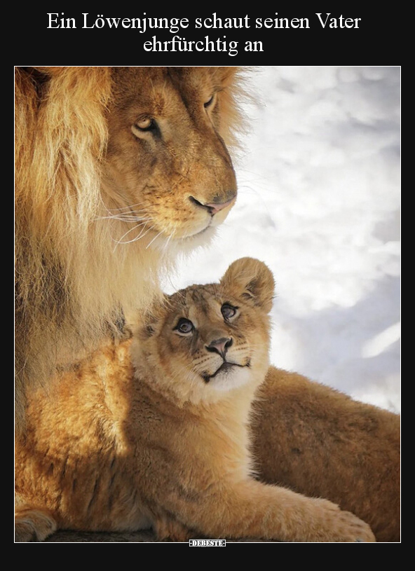 Ein Löwenjunge schaut seinen Vater ehrfürchtig an.. - Lustige Bilder | DEBESTE.de