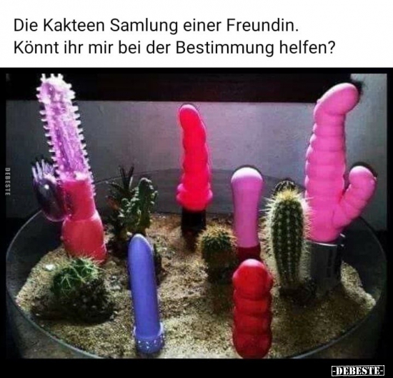 Die Kakteen Samlung einer Freundin. Könnt ihr mir bei der..