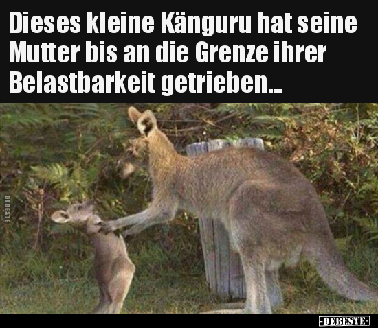 Dieses kleine Känguru hat seine Mutter bis an die Grenze.. - Lustige Bilder | DEBESTE.de