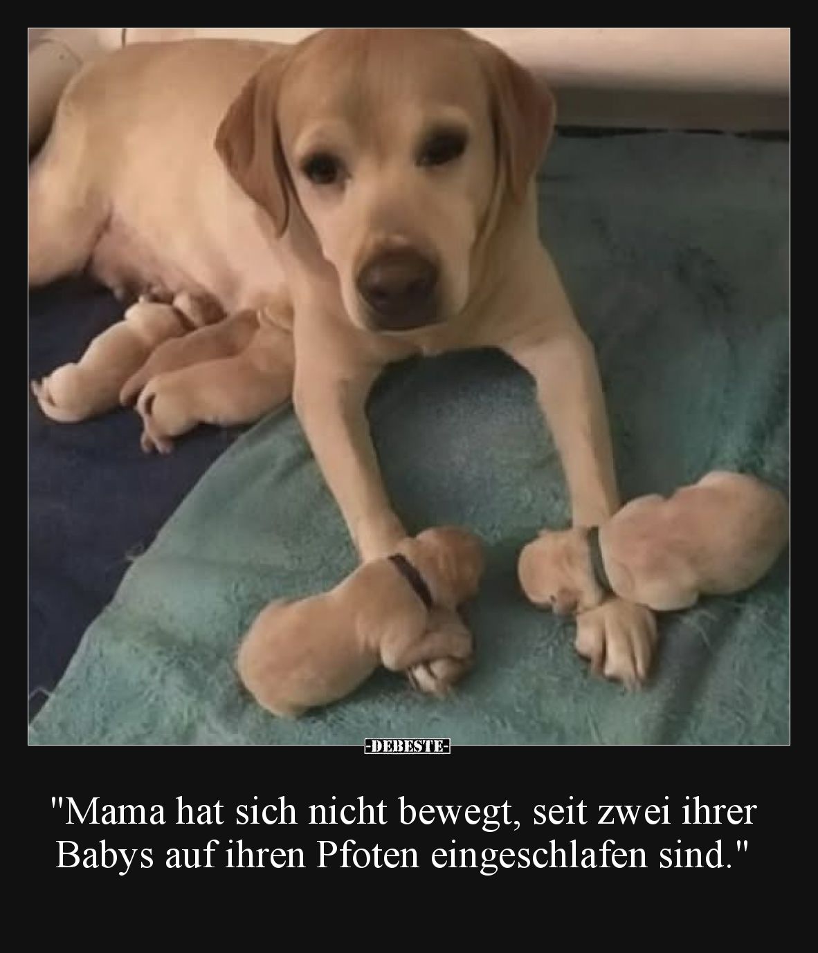 "Mama hat sich nicht bewegt, seit zwei ihrer Babys auf ihren Pfoten eingeschlafen sind."