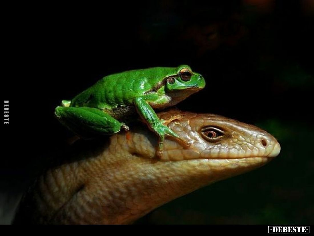  - Lustige Bilder | DEBESTE.de