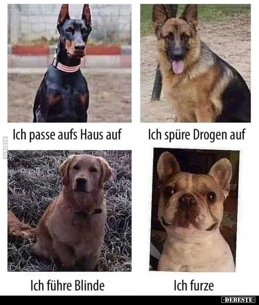 Ich passe aufs Haus auf.
Ich spüre Drogen auf.
Ich führe Blinde.
Ich furze.