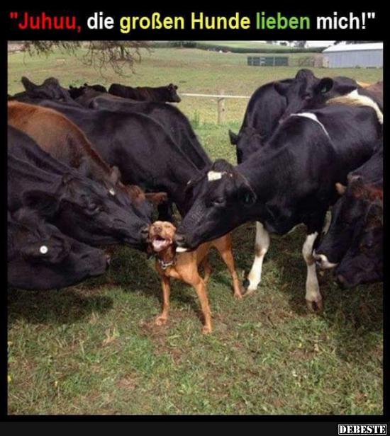 Juhuu, die großen Hunde lieben mich! - Lustige Bilder | DEBESTE.de