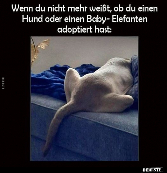 Wenn du nicht mehr weißt, ob du einen Hund oder einen Baby-Elefanten.. - Lustige Bilder | DEBESTE.de