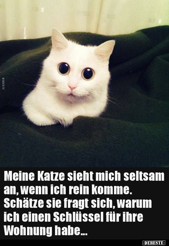 Meine Katze sieht mich seltsam an, wenn ich rein.. - Lustige Bilder | DEBESTE.de