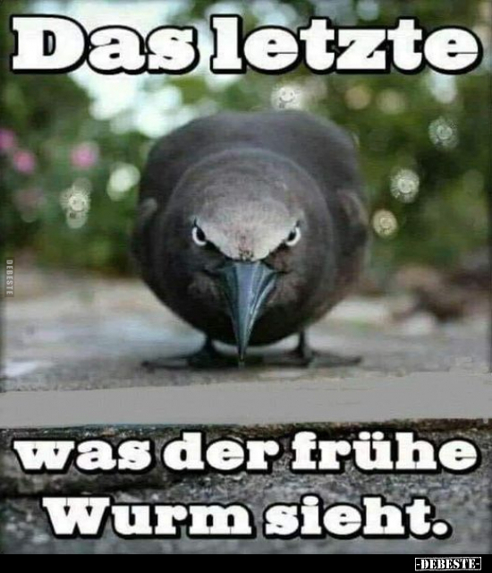 Das Letzte, was der frühe Wurm sieht... - Lustige Bilder | DEBESTE.de