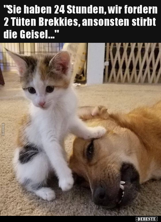 "Sie haben 24 Stunden, wir fordern 2 Tüten Brekkies.."