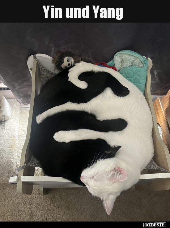 Yin und Yang.. - Lustige Bilder | DEBESTE.de