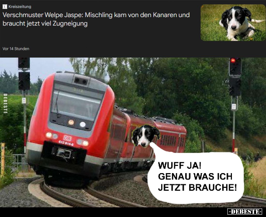 Verschmuster Welpe Jaspe: Mischling kam von den Kanaren und braucht jetzt viel Zuneigung
 - 
Wuff ja! Genau was ich jetzt b...