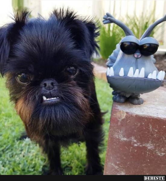  - Lustige Bilder | DEBESTE.de