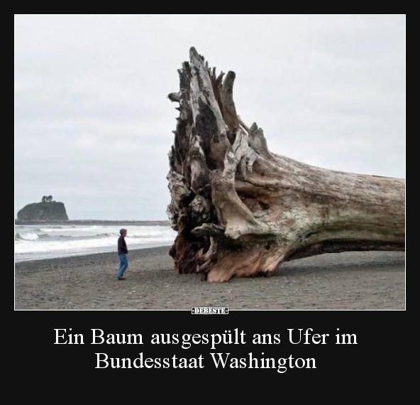 Ein Baum ausgespült ans Ufer im Bundesstaat Washington.. - Lustige Bilder | DEBESTE.de