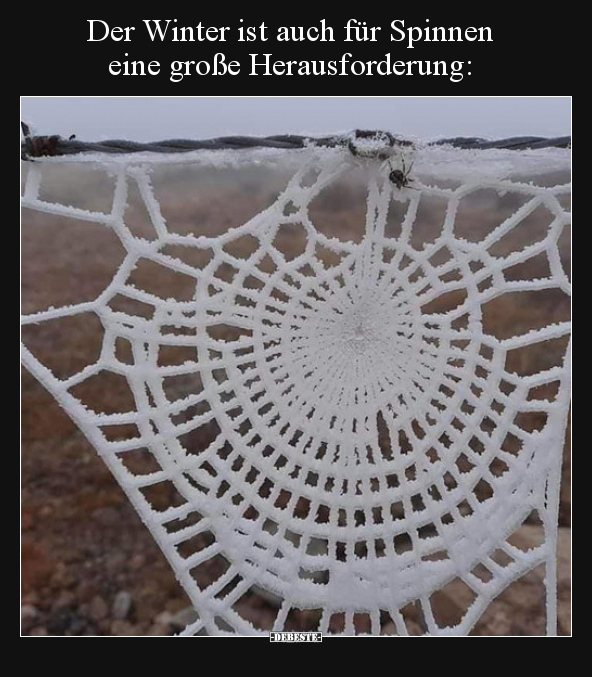 Der Winter ist auch für Spinnen eine große.. - Lustige Bilder | DEBESTE.de
