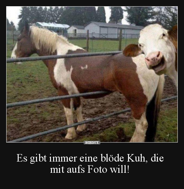 Es gibt immer eine blöde Kuh, die mit aufs Foto will! - Lustige Bilder | DEBESTE.de