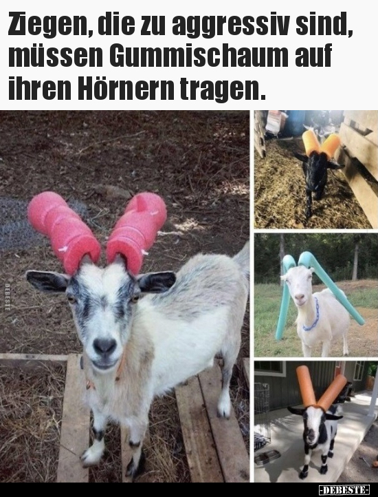 Ziegen, die zu aggressiv sind, müssen Gummischaum auf.. - Lustige Bilder | DEBESTE.de