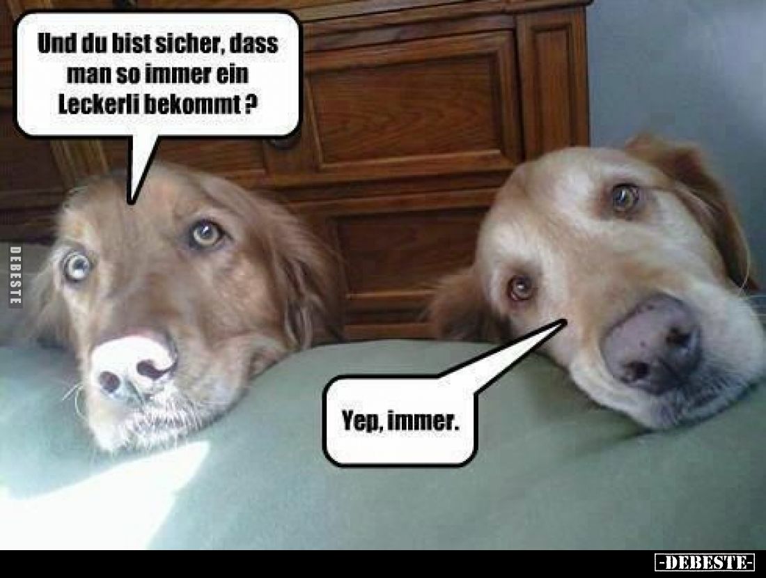 Und du bist sicher, dass man so immer ein Leckerli bekommt?
Yep, immer.