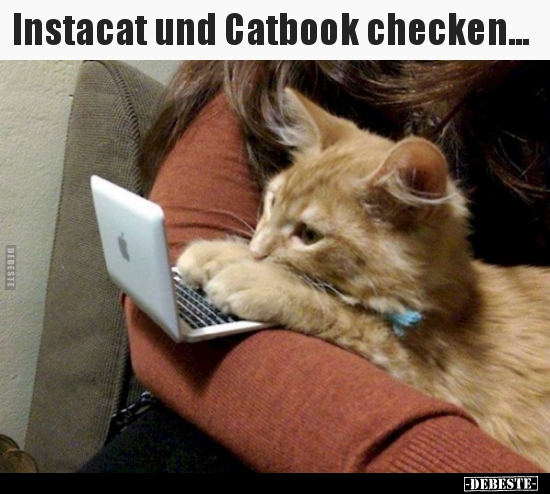 Instacat und Catbook checken...