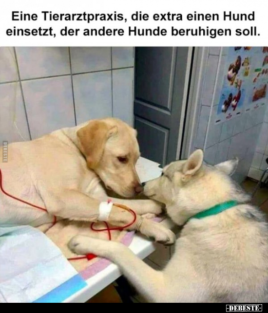 Eine Tierarztpraxis, die extra einen Hund einsetzt, der.. - Lustige Bilder | DEBESTE.de