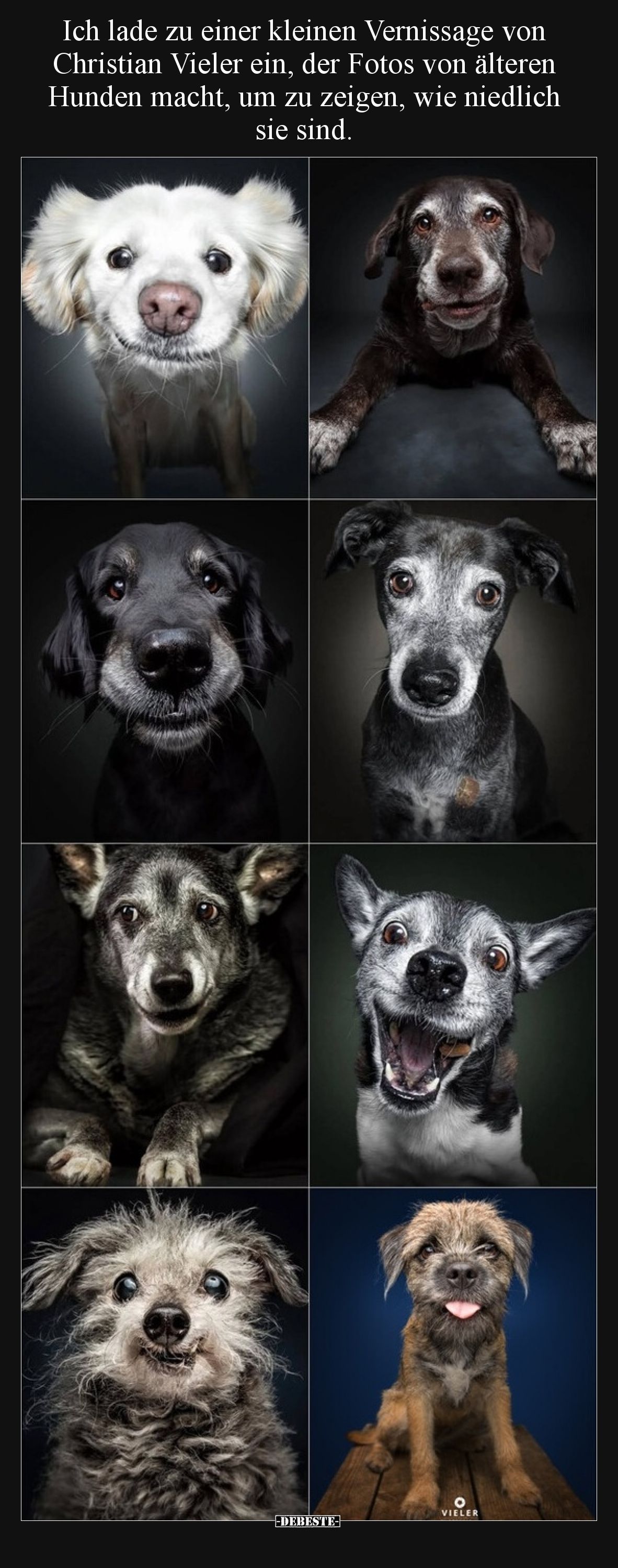 Ich lade zu einer kleinen Vernissage von Christian Vieler ein, der Fotos von älteren Hunden macht, um zu zeigen, wie niedlich...