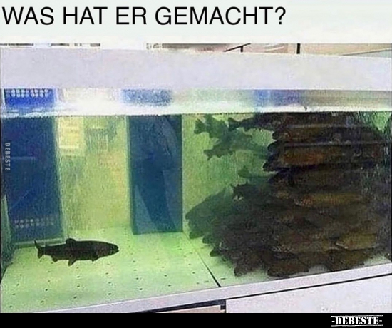Was hat er gemacht?..