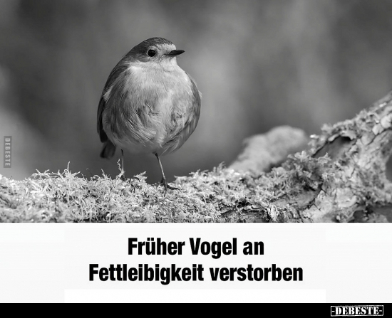 Früher Vogel an Fettleibigkeit verstorben.. - Lustige Bilder | DEBESTE.de