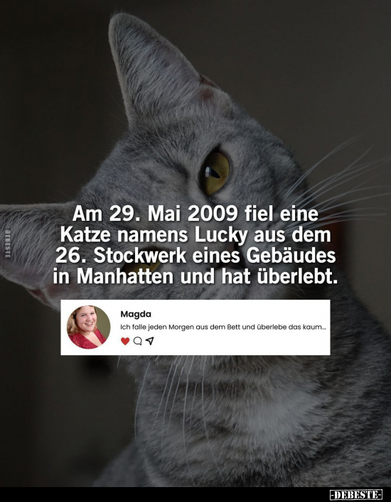 Am 29. Mai 2009 fiel eine Katze namens Lucky.. - Lustige Bilder | DEBESTE.de