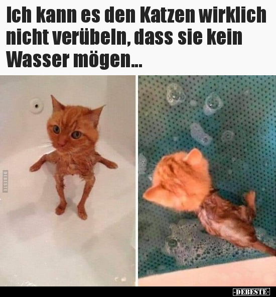 Ich kann es den Katzen wirklich nicht verübeln, dass sie.. - Lustige Bilder | DEBESTE.de