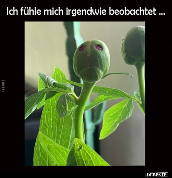 Ich fühle mich irgendwie beobachtet...