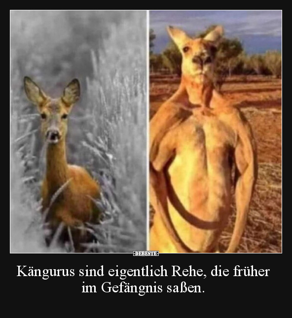 Kängurus sind eigentlich Rehe, die früher im Gefängnis.. - Lustige Bilder | DEBESTE.de