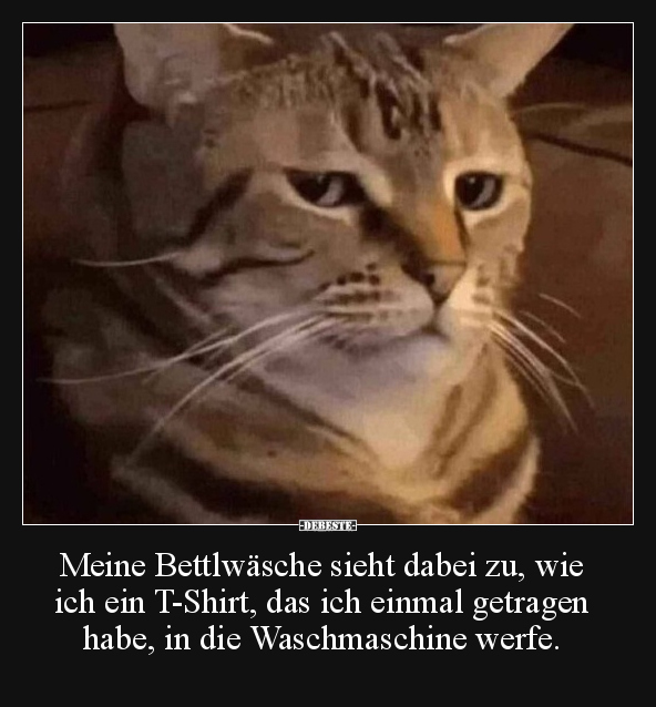 Katzen