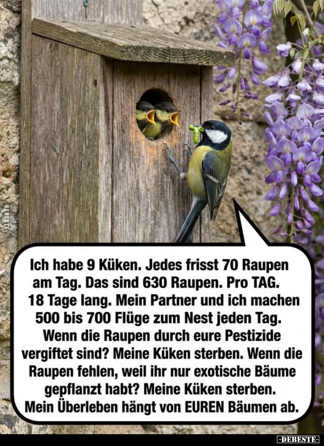 Ich habe 9 Küken. Jedes frisst 70 Raupen am Tag. Das sind 630 Raupen. Pro TAG. 18 Tage lang. Mein Partner und ich machen 500 ...