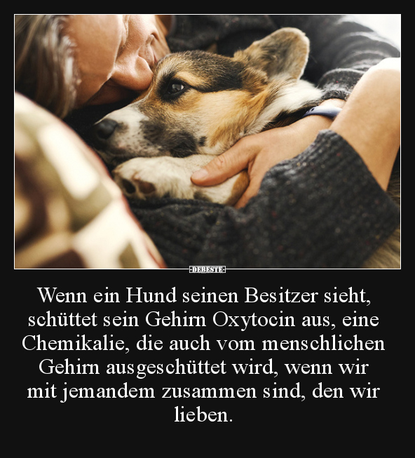 Wenn ein Hund seinen Besitzer sieht, schüttet sein Gehirn.. - Lustige Bilder | DEBESTE.de