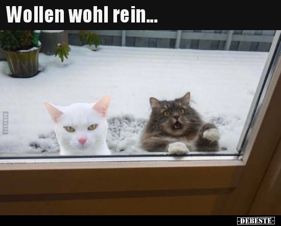 Wollen wohl rein...