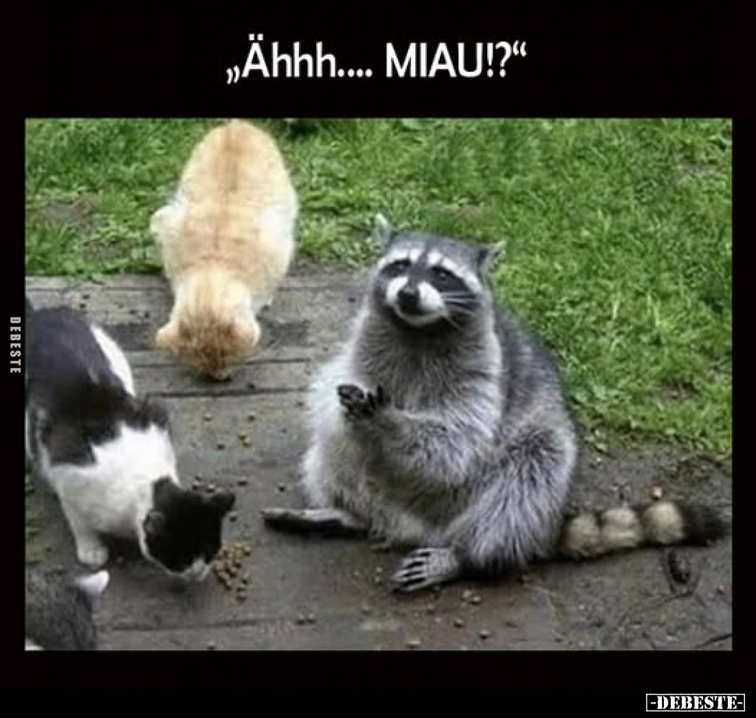 Ähhh.... MIAU!?.. - Lustige Bilder | DEBESTE.de