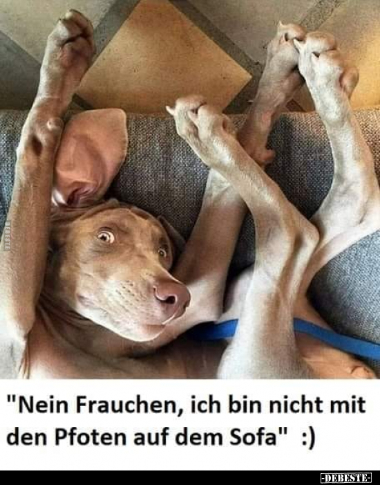 "Nein Frauchen, ich bin nicht mit den Pfoten auf dem Sofa".. - Lustige Bilder | DEBESTE.de