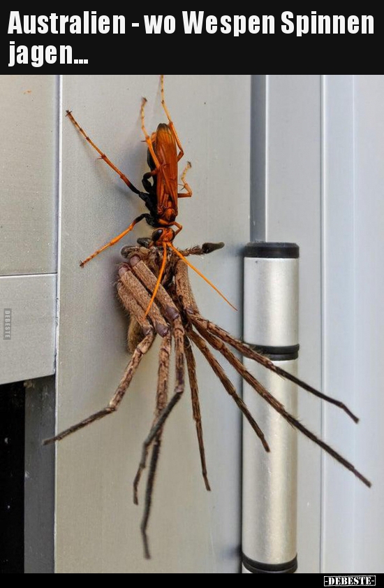 Australien - wo Wespen Spinnen jagen... - Lustige Bilder | DEBESTE.de