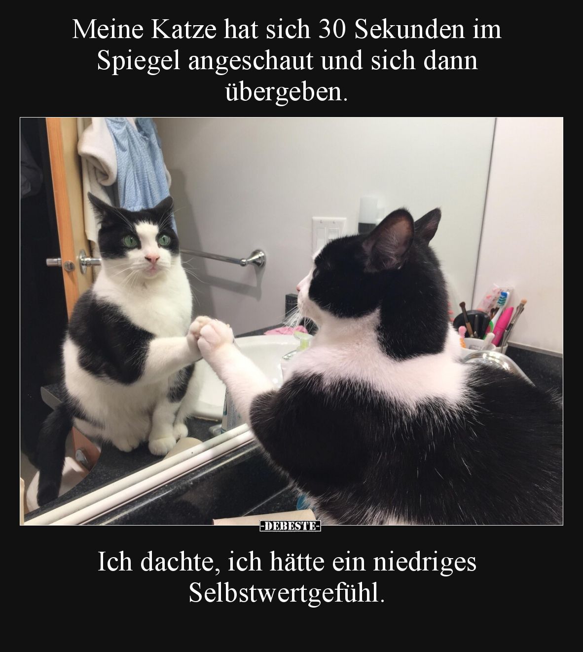 Meine Katze hat sich 30 Sekunden im Spiegel angeschaut und sich dann übergeben.
Ich dachte, ich hätte ein niedriges Selbst...