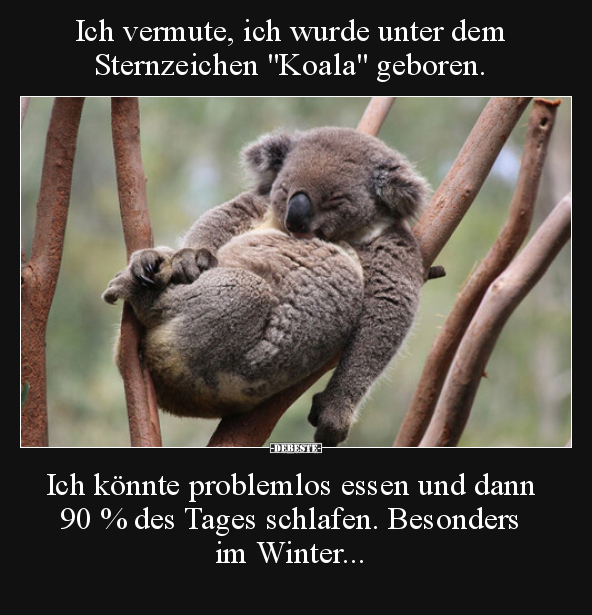 Ich vermute, ich wurde unter dem Sternzeichen "Koala".. - Lustige Bilder | DEBESTE.de