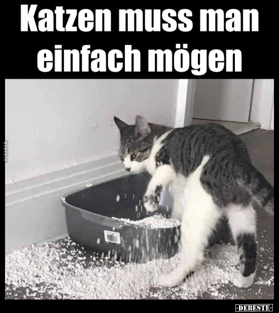 Katzen muss man einfach mögen..