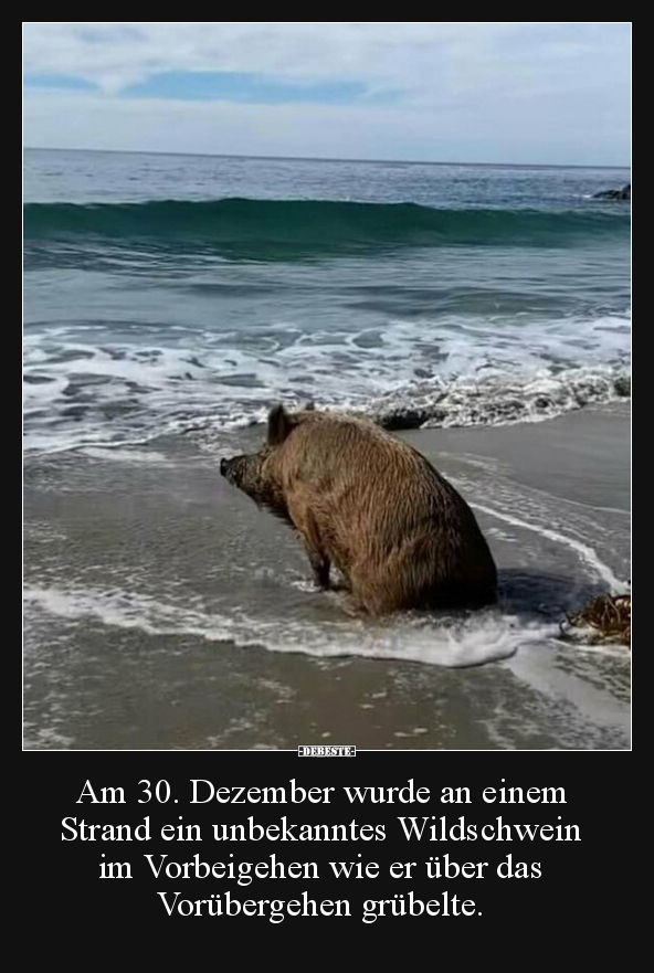 Am 30. Dezember wurde an einem Strand ein unbekanntes.. - Lustige Bilder | DEBESTE.de