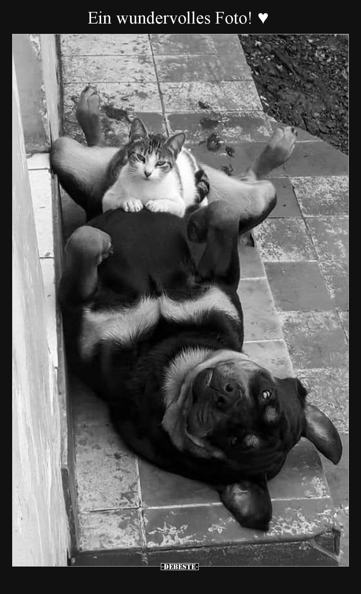 Ein wundervolles Foto!