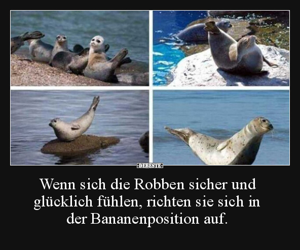 Wenn sich die Robben sicher und glücklich fühlen, richten.. - Lustige Bilder | DEBESTE.de