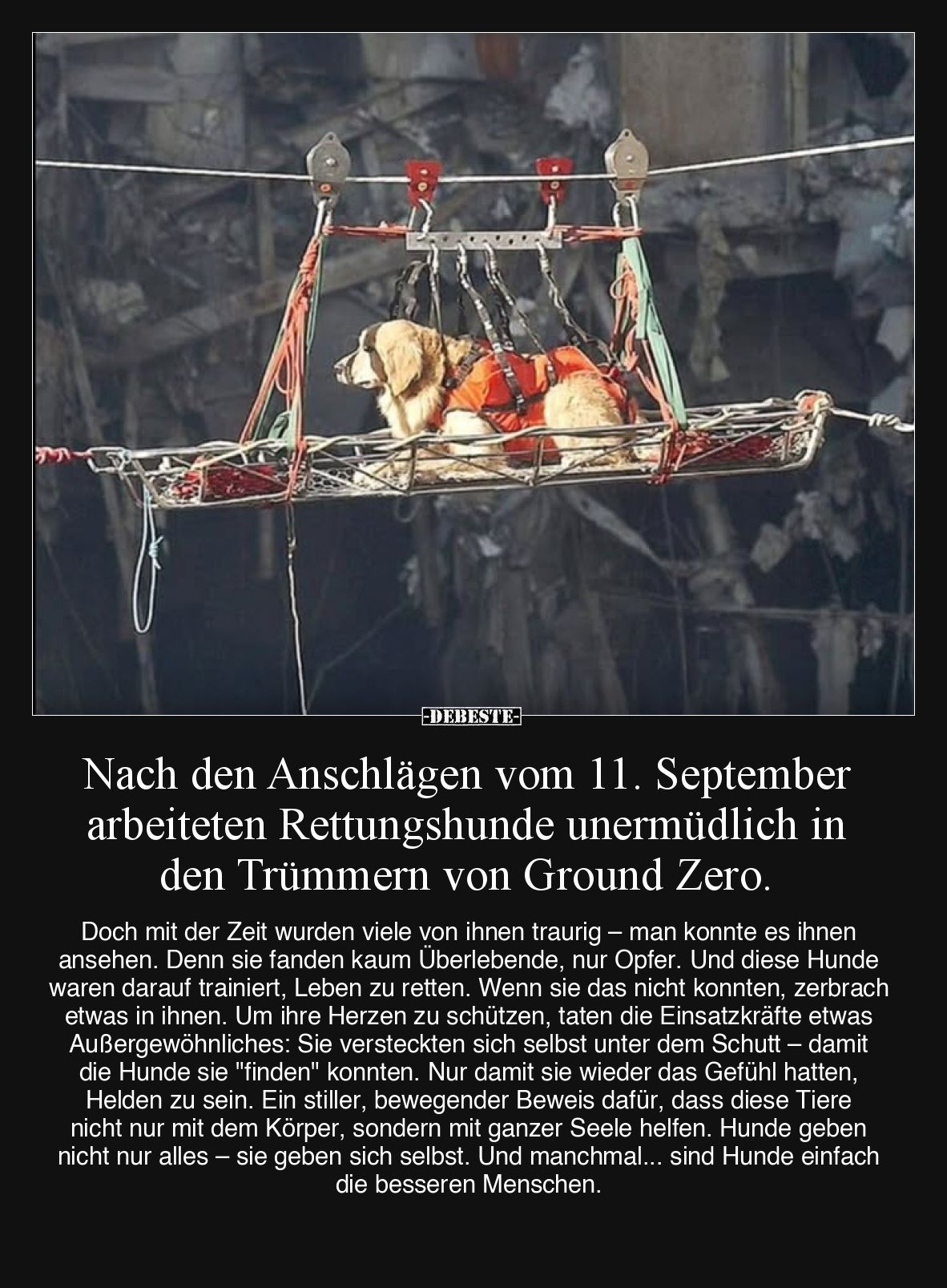 Nach den Anschlägen vom 11. September arbeiteten Rettungshunde unermüdlich in den Trümmern von Ground Zero.
Doch mit der Zei...