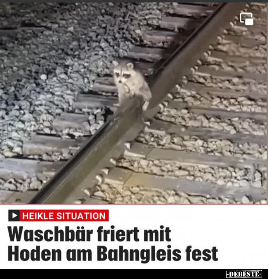 Waschbär friert mit Hoden am Bahngleis fest.. - Lustige Bilder | DEBESTE.de