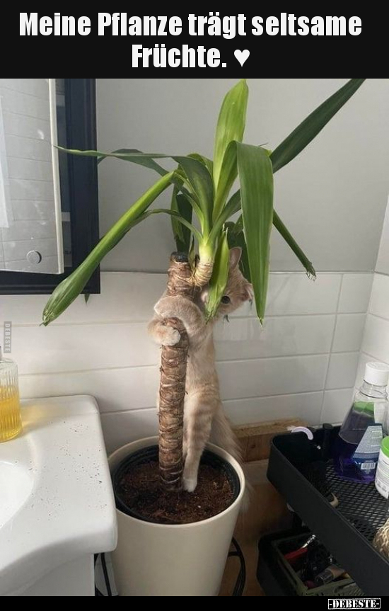 Meine Pflanze trägt seltsame Früchte. ♥..