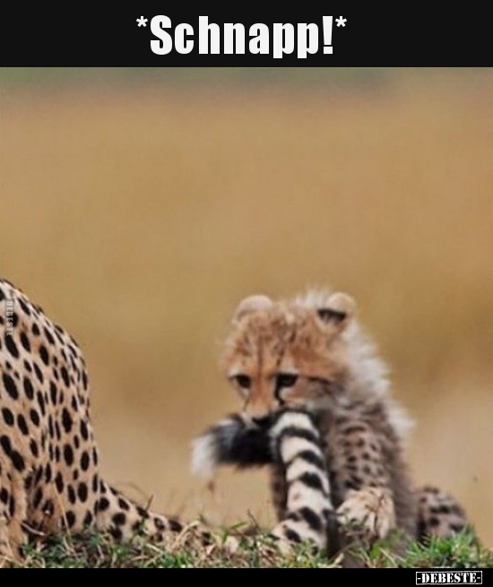 *Schnapp!*..