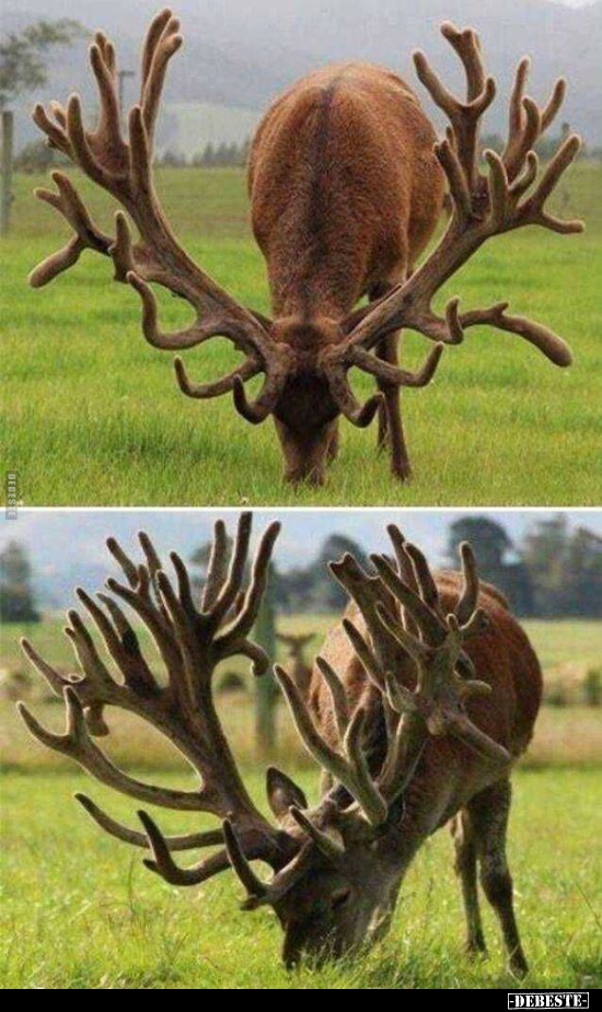  - Lustige Bilder | DEBESTE.de