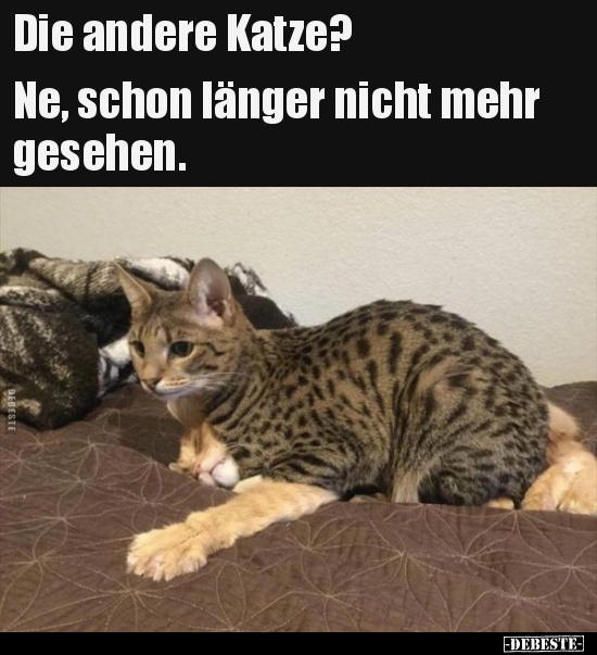 Die andere Katze?  Ne, schon länger nicht mehr..
